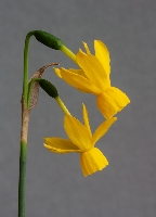 Narcissus 'Dinah Rose'